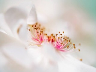 1501370_463129870460018_390970964_o - Copie