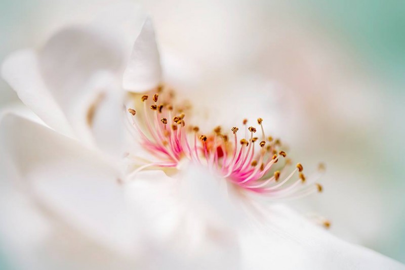 1501370_463129870460018_390970964_o-copie