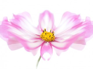 1553437_621743467931990_9154961487277774036_o - Copie