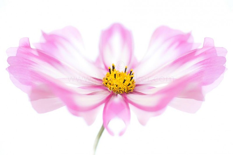 1553437_621743467931990_9154961487277774036_o-copie