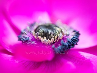 1796930_497673303672341_2136744838_o - Copie