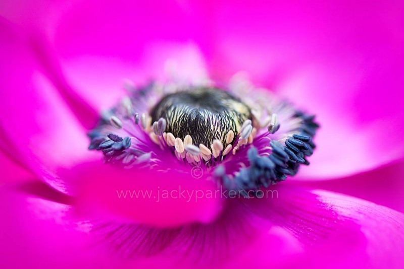 1796930_497673303672341_2136744838_o-copie