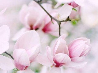 FB_IMG_1523946359746