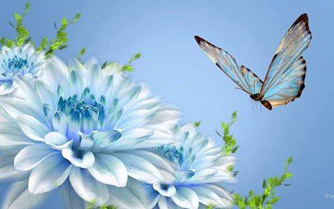 fleur-papillon2