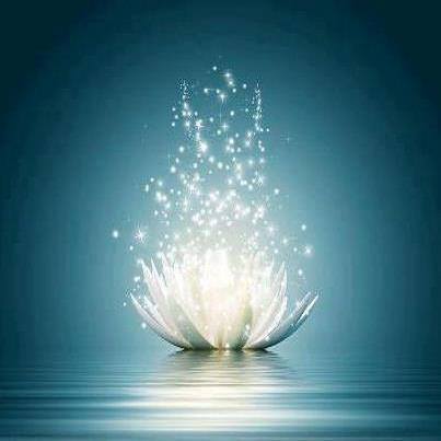 lotus-de-lumiere