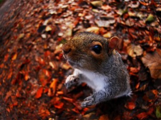 AutumnSquirrel_EN-GB11401077735_1366x768