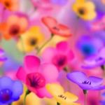 colorful_flowers_desktop_backgrounds_pictures