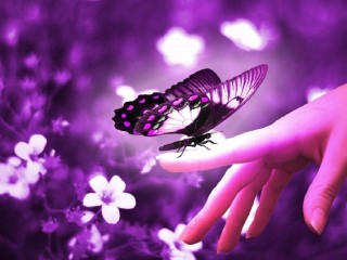 Purple Butterfly on Hand