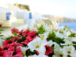 Sea-greece-flowers-sun-summer-wallpaper