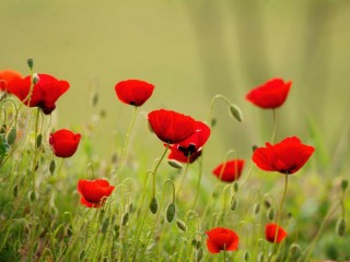 a-view-of-greek-poppies