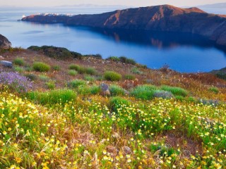 daisies-and-the-greek-nature-in-spring