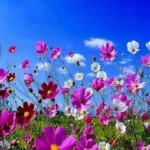 meadow-flowers_10y_420x315