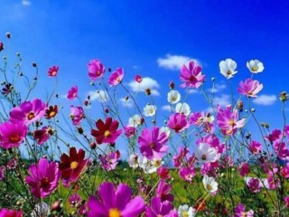 meadow-flowers_10y_420x315