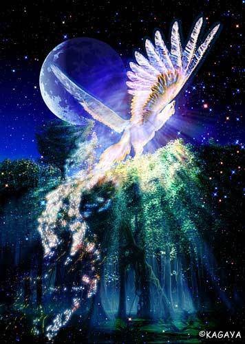 bird_of_paradise_kagaya_2