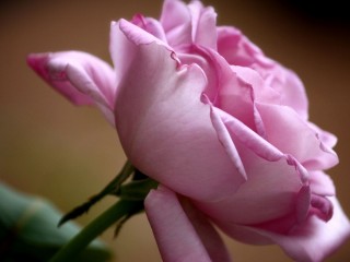 flowers-beautiful-rose-flower-mauve-petals-full-hd