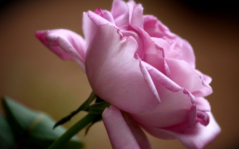 flowers-beautiful-rose-flower-mauve-petals-full-hd