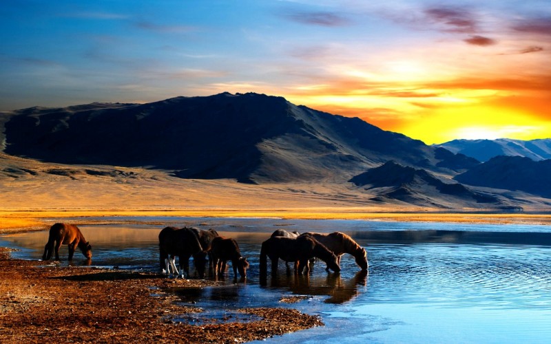 sunsets-sunset-horses-water-mountains-pictures
