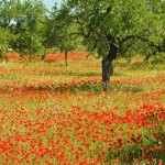 coquelicots