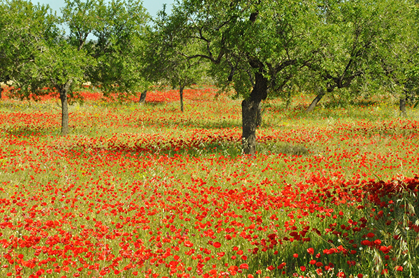 coquelicots