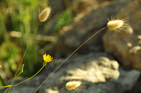 pompons