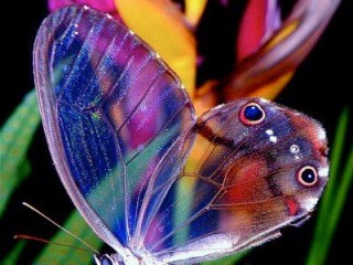papillon transparent