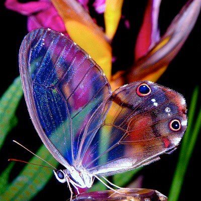 papillon-transparent