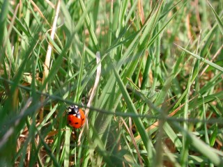 coccinelle