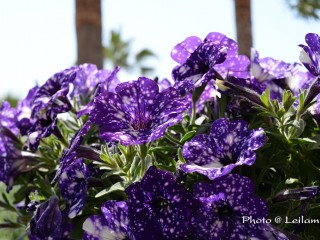 Fleurs bleues cosmiques