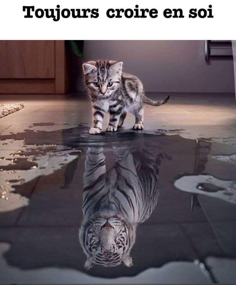 chaton-tigre_croire-en-soi
