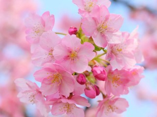 11102607_1050165981664671_3524732554610108841_n