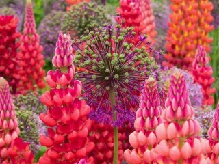 12191349_752306458207265_9132865362636507874_o