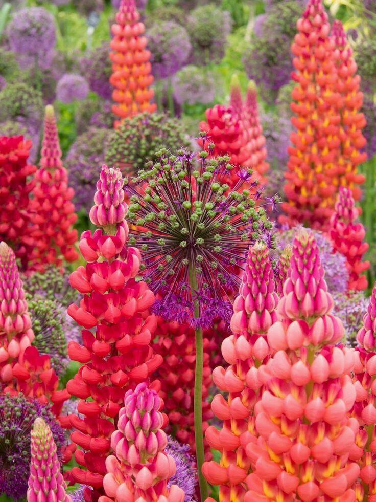 12191349_752306458207265_9132865362636507874_o