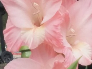 19989446_1364686710234987_546307508605119611_n