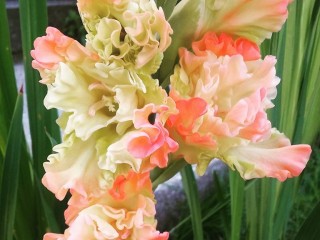 20031824_1364686493568342_7405978827651164788_n