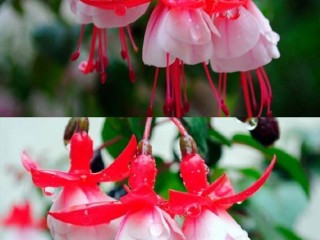 21105891_299033727246422_3345041768601889255_n