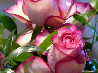 21151518_298966890586439_3134265381884031372_n