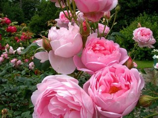 21151707_299035950579533_1155971218715933311_n