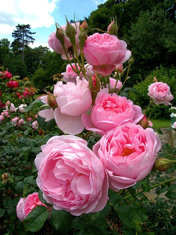 21151707_299035950579533_1155971218715933311_n-2