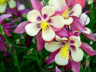 21232015_1448487791933664_6613497030713135498_n