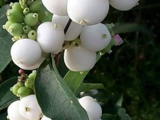 21271006_304956613320800_7448790099135415872_n