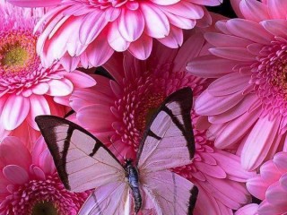 21314280_1448487665267010_6637718141855639048_n