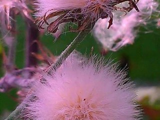 22852014_1821204581242238_8668091501421567793_n