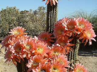 23379975_350470185436109_8422708952567927097_n