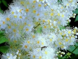 25659931_1891788490849813_5689215823700298416_n