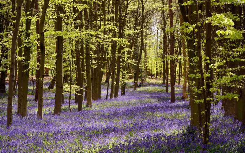 205999_las_kwiatki_przebijajace_swiatlo_wiosna