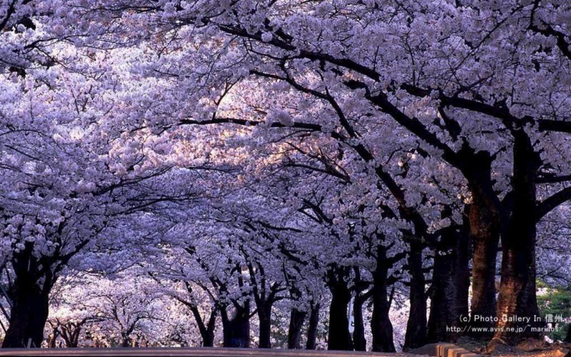 132693_109555212450119_100001869232091_75483_6647508_o