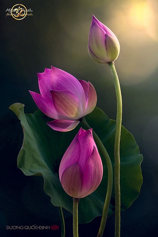 1426154_1001255866613307_2760163836678437846_n