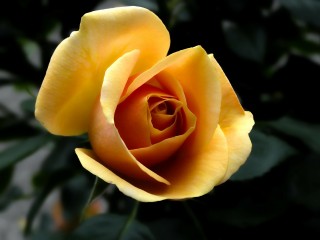 rose-141314_1920