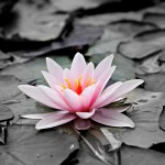water-lily-1510707_1920