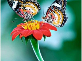 farfalle su gerbera